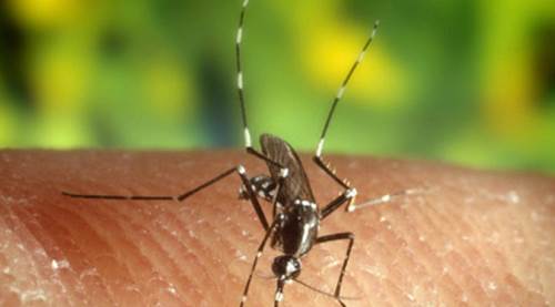 Sivrisinekler sizi çok ısırıyorsa, sebebi bu olabilir!