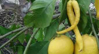 Sizce bu hangi meyve?