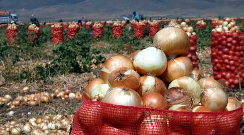 Soğan üreticisinin umudu ''Rusya kapısı''nda