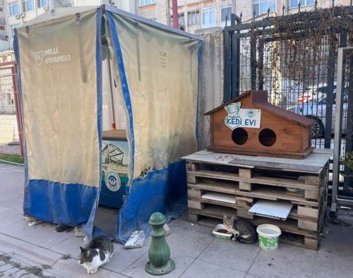 Soğuk kış günlerinde kediler unutulmadı 