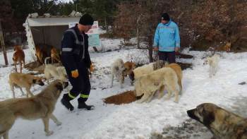 Soğuk Kış Günlerinde Sokak Hayvanları Unutulmadı
