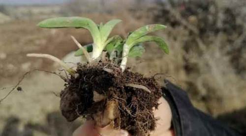 Soğuklarda içimizi ısıtırken, tozunun kilosu bin 500 lira...