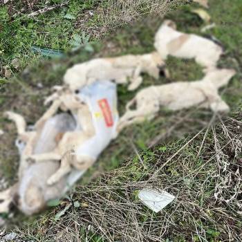 Söğüt’Te Yolda Ölü Bulunan Köpekler Tepkiye Yol Açtı
