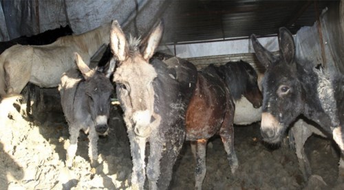 Şok manzara! Vatandaşa yedireceklerdi...