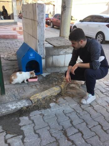 Sokak Hayvanları İçin Barınak
