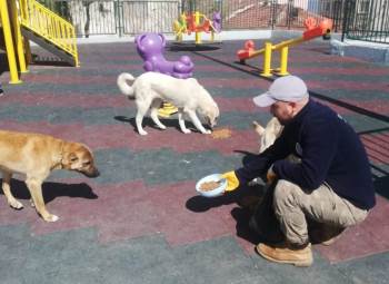 Sokak Hayvanları İçin Günde 50 Kilo Yem Ve Mama Bırakılıyor
