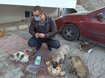 Sokak Hayvanları İçin Harekete Geçti, Mahalle Sakinleri Onu Yalnız Bırakmadı
