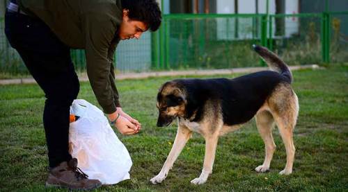 Sokak hayvanları için mama alınmasını isteyerek uzlaştı