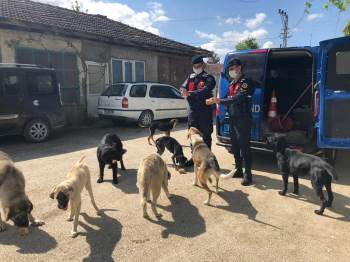 Sokak Hayvanları Jandarmaya Emanet
