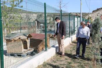 Sokak Hayvanları Kısırlaştırılarak Rehabilite Edilecek
