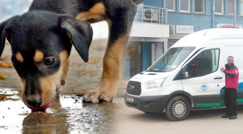 Sokak hayvanları Odunpazarı'na emanet