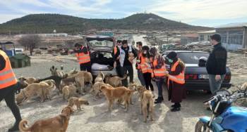 Sokak Hayvanları Unutulmadı
