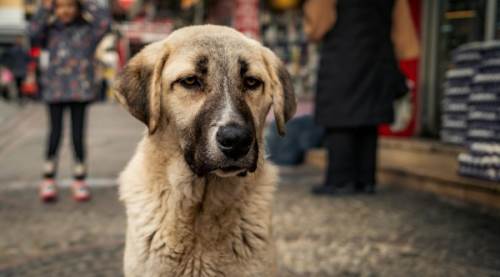 Sokak hayvanları yasası meclisten geçti mi? Ötenazi uygulaması yasalaştı mı?