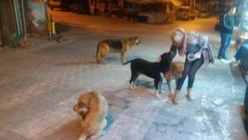 Sokak Hayvanları Yiyecek
