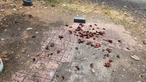 Sokak hayvanlarına bırakılan artıklar çevre kirliliği oluşturuyor