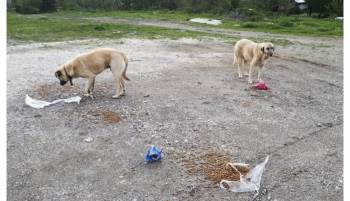 Sokak Hayvanlarına Din Görevlileri Sahip Çıkıyor
