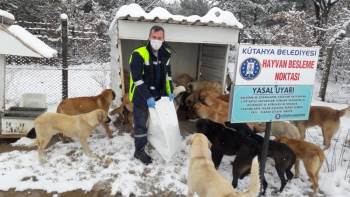 Sokak Hayvanlarına Yiyecek
