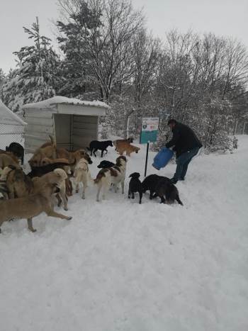 Sokak Hayvanlarına Yiyecek Bırakıldı

