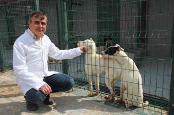 Sokak Hayvanlarını Sahiplenme Çağrısı
