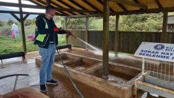 Sokak Hayvanlarının Beslenme Noktalarını Dezenfekte Ediliyor
