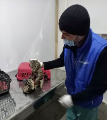 Sokak Kedisi Boynuna Takılan Tasma Nedeniyle Yaralandı
