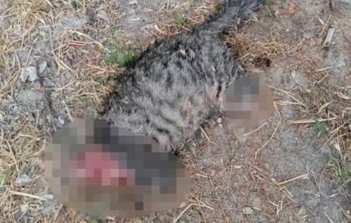 Sokak kedisine yapılan vahşet kan dondurdu: Başını ve ayaklarını kesip...