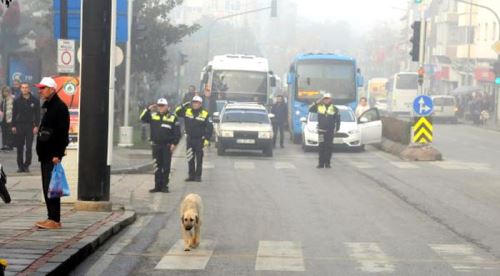 Sokak köpeği, herkesi hayrete düşürdü