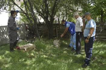 Sokak Köpekleri 4 Kuzuyu Telef Etti
