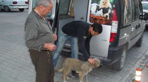 SOKAK KÖPEKLERİ AŞILANIYOR