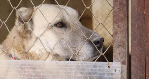 Sokak köpekleri hakkında korkutan iddia!