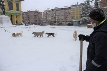 Sokak Köpeklerinin Kar Keyfi
