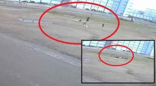 Sokak ortasında saldırdılar, yaşlı kadın ölümden döndü!