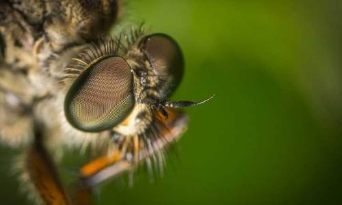 Sokaklara çıktılar: Eskişehir'de sineklere son!