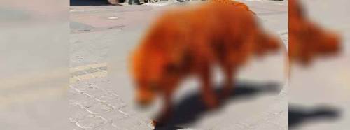 Sokakta onu görenler hayrete düştü