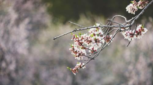 Son cemre ne zaman düşer? Baharın müjdecisi cemrelerin düşme tarihleri belli oldu
