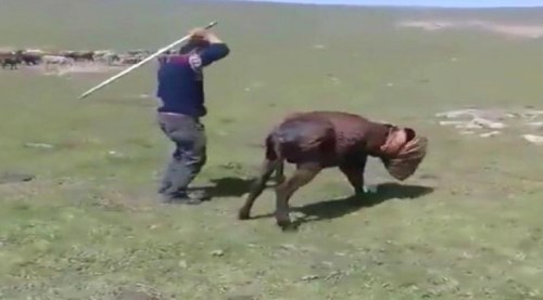 Sopalarla vura vura bayılttılar