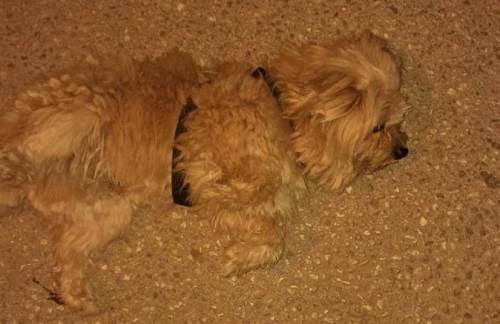 Sosyal medyada sahipsiz köpek için yardım çağrısı