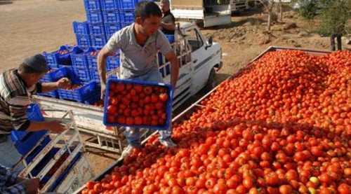 Şu an domatesin durumu içler acısı!