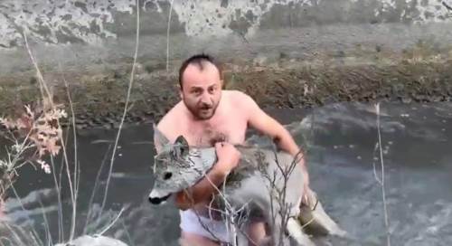 Su kanalına düşen Karaca ölümden döndü