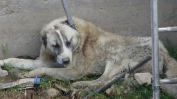 Su Kanalına Düşen Köpeği İtfaiye Ekipleri Kurtardı
