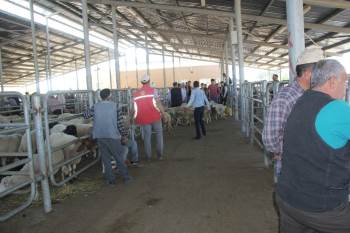 Şuhut Hayvan Pazarında Hareketlilik Devam Ediyor
