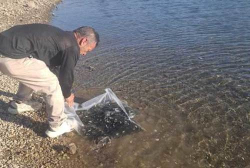 Şuhut’ta baraj ve göletlere 85 bin yavru balık bırakıldı