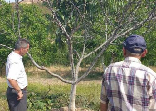 Şuhut’ta ceviz üretimindeki verimsizliğin nedeni belli oldu