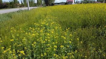 Şuhut’Ta İlk Defa Ekilen ‘Lenox’ Boy Verdi
