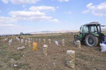 Şuhut’Ta Kışlık Patates Hasadı Başladı
