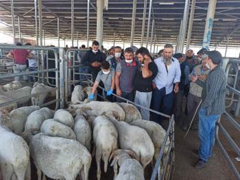 Şuhut’Ta Küçükbaş Kurbanlıklar Görücüye Çıktı
