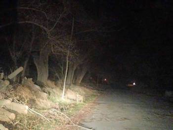 Şuhut’Ta Lodos Ağaçları Kökünden Devirdi
