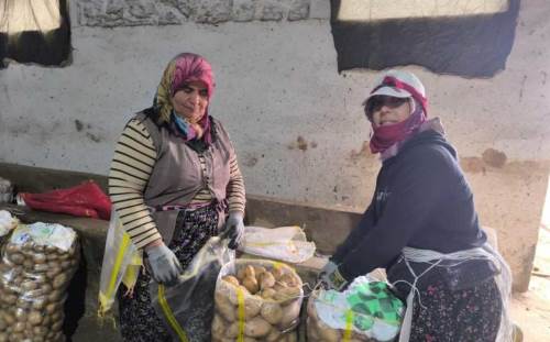 Şuhut’ta patates hasadı tamamlandı, üretici fiyatlardan memnun