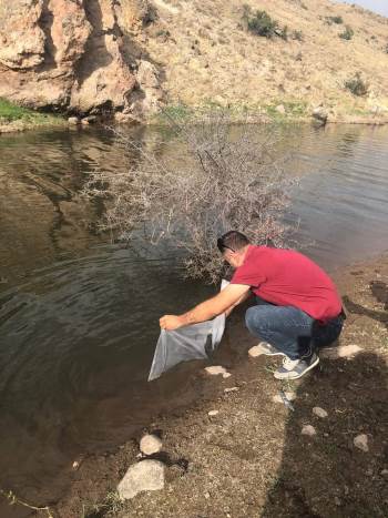 Şuhut’Taki Göletlere 73 Bin Adet Yavru Sazan Balığı Bırakıldı
