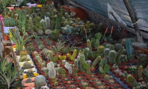 Sukulent ve kaktüslerin bakımı nasıl yapılır?